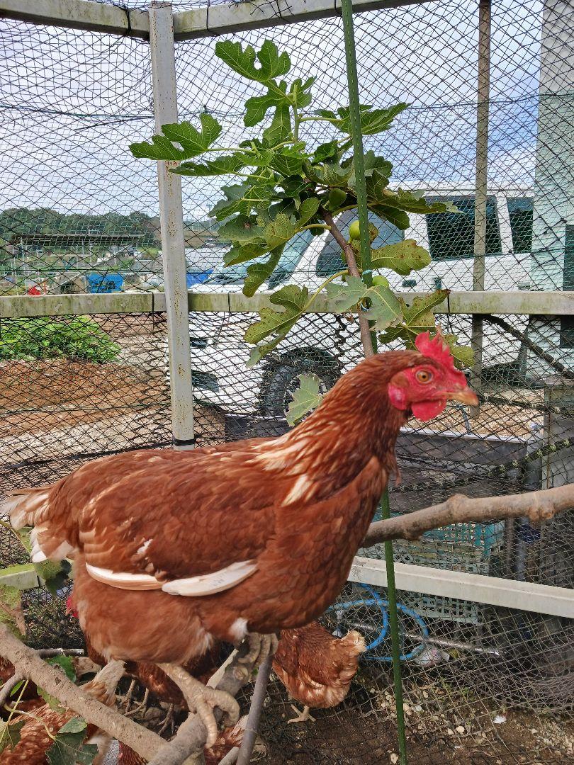平飼い卵70個5/21常温発送