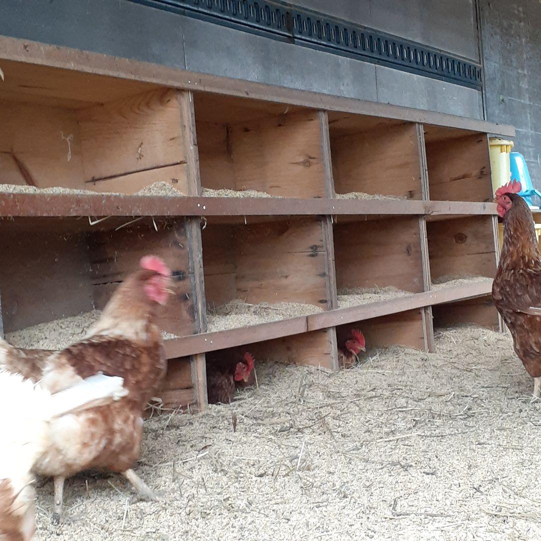 平飼い卵70個5/21常温発送