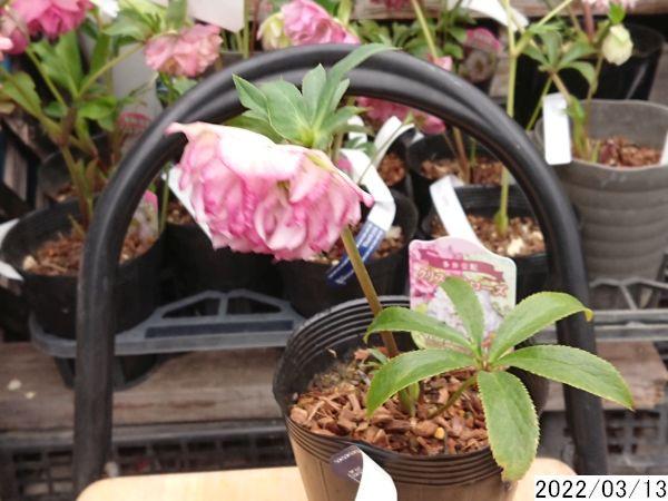 新作入荷SALE 花1ガク0蕾0 開花株4号 超多弁 吉田園芸生産クリスマスローズ0301023 bgaFh-m72665943654 超激安得価
