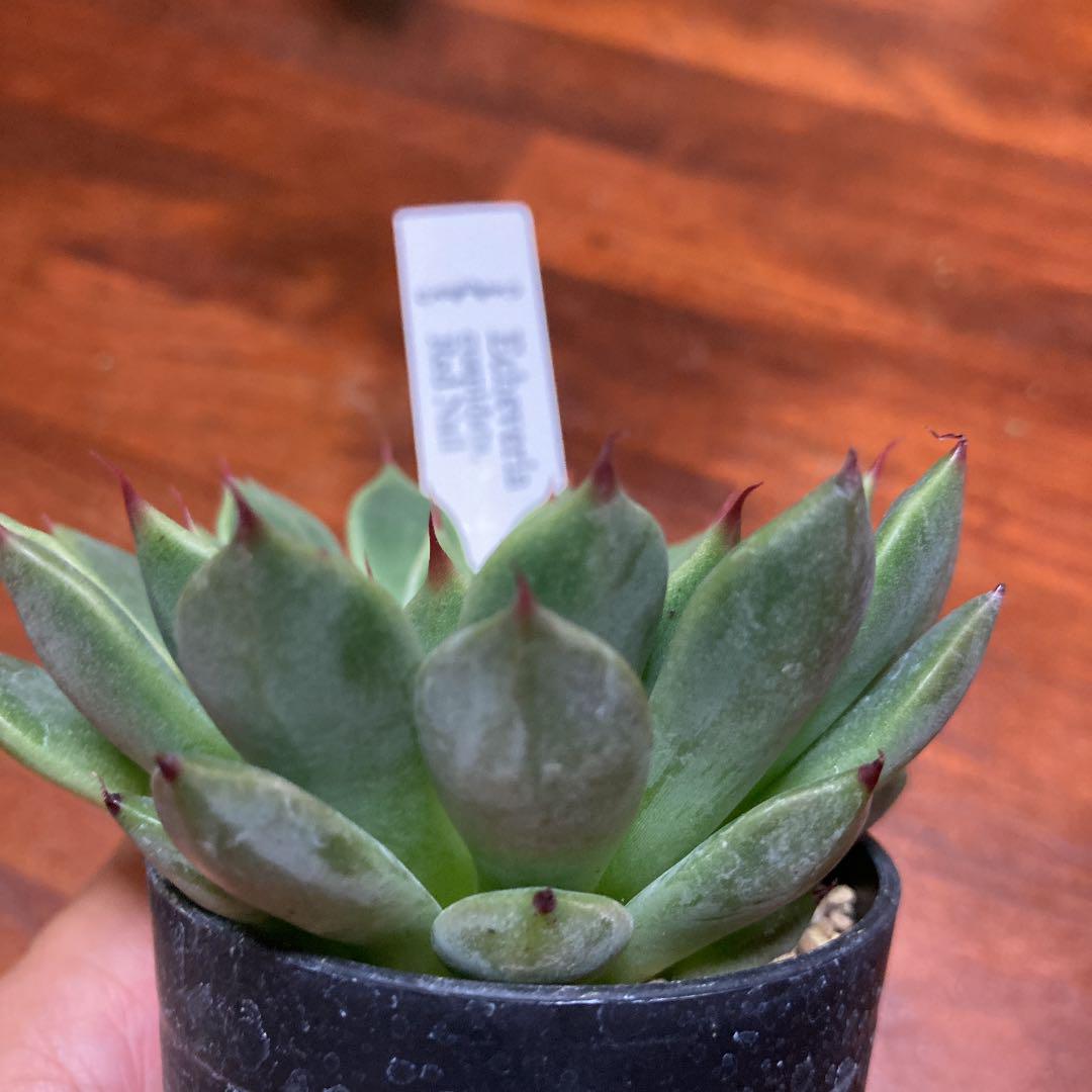多肉植物　エケベリア　『レッドネイル』赤い爪　2.5号　抜き苗