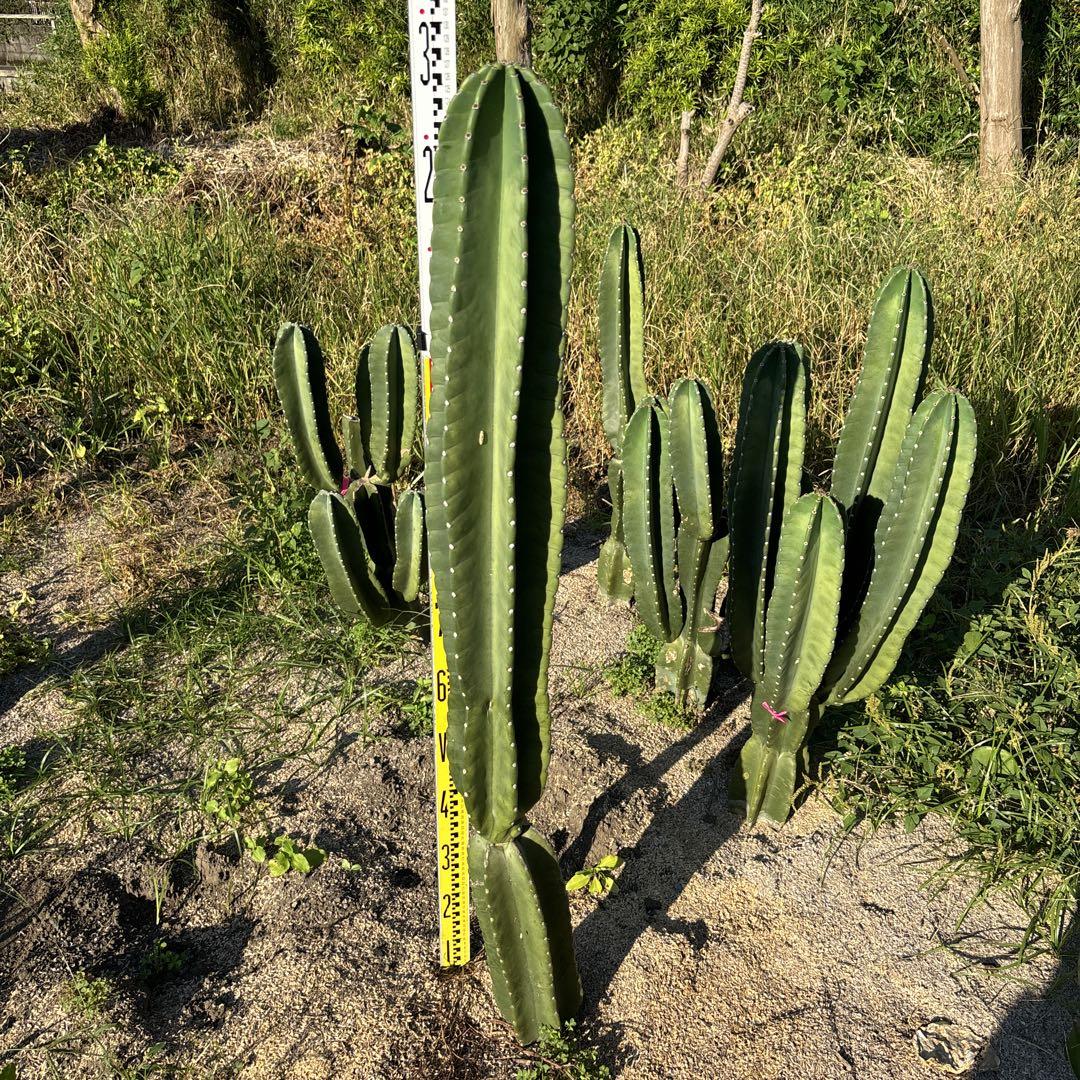 越冬済み！　1m30cm 柱サボテン 鬼面角　発根　サボテンブランチ