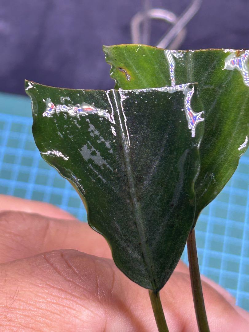 TB便】Bucephalandra sp.Pearl gray 水上育成株