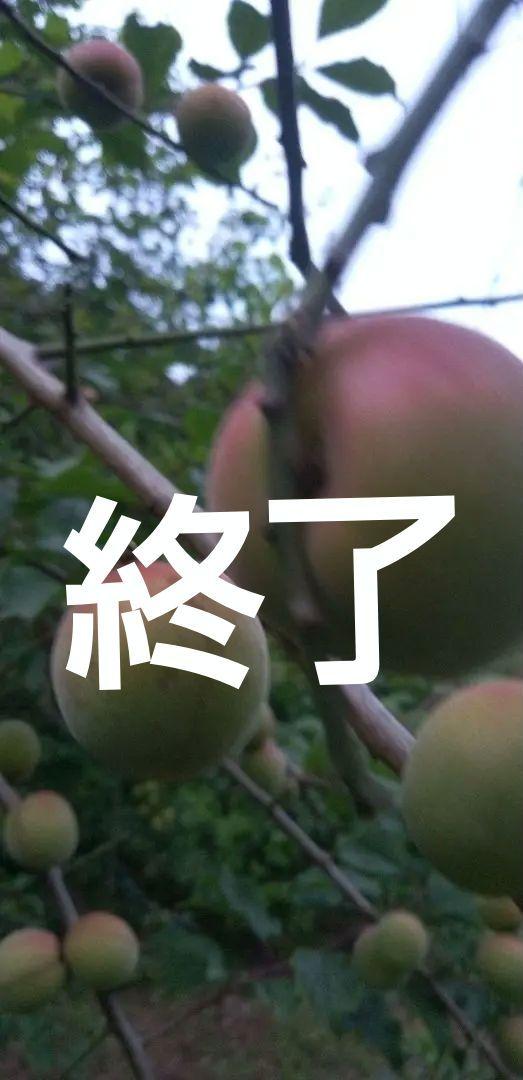 梅 南高梅 十郎梅 10キロ ミカン箱入り 枝・実・果実
