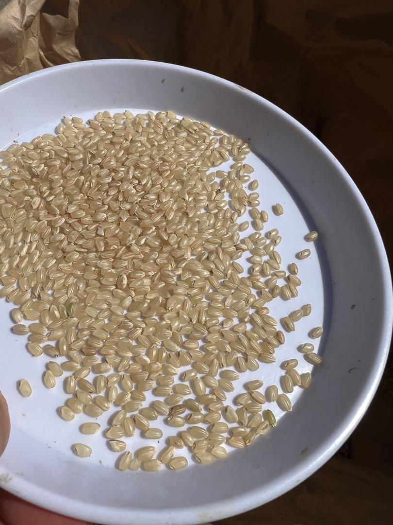 滋賀県産 令和6年産 キヌヒカリ玄米 30kg
