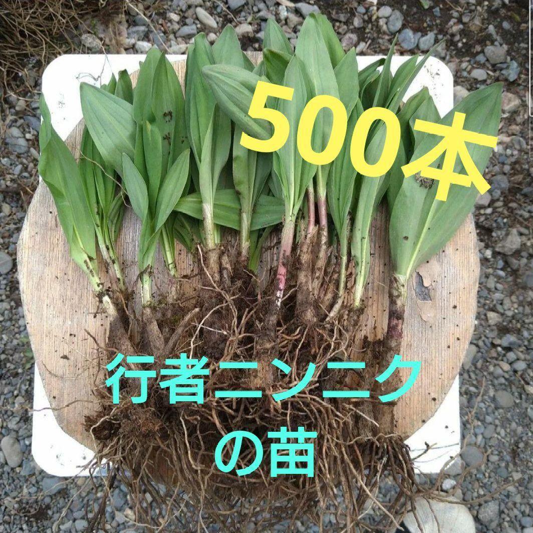 28日正午まで‼️岩手県産天然　行者ニンニク　苗　アイヌネギ　100本 行者ニンニク 苗 行者にんにくアイヌネギ 100本 - 野菜快適