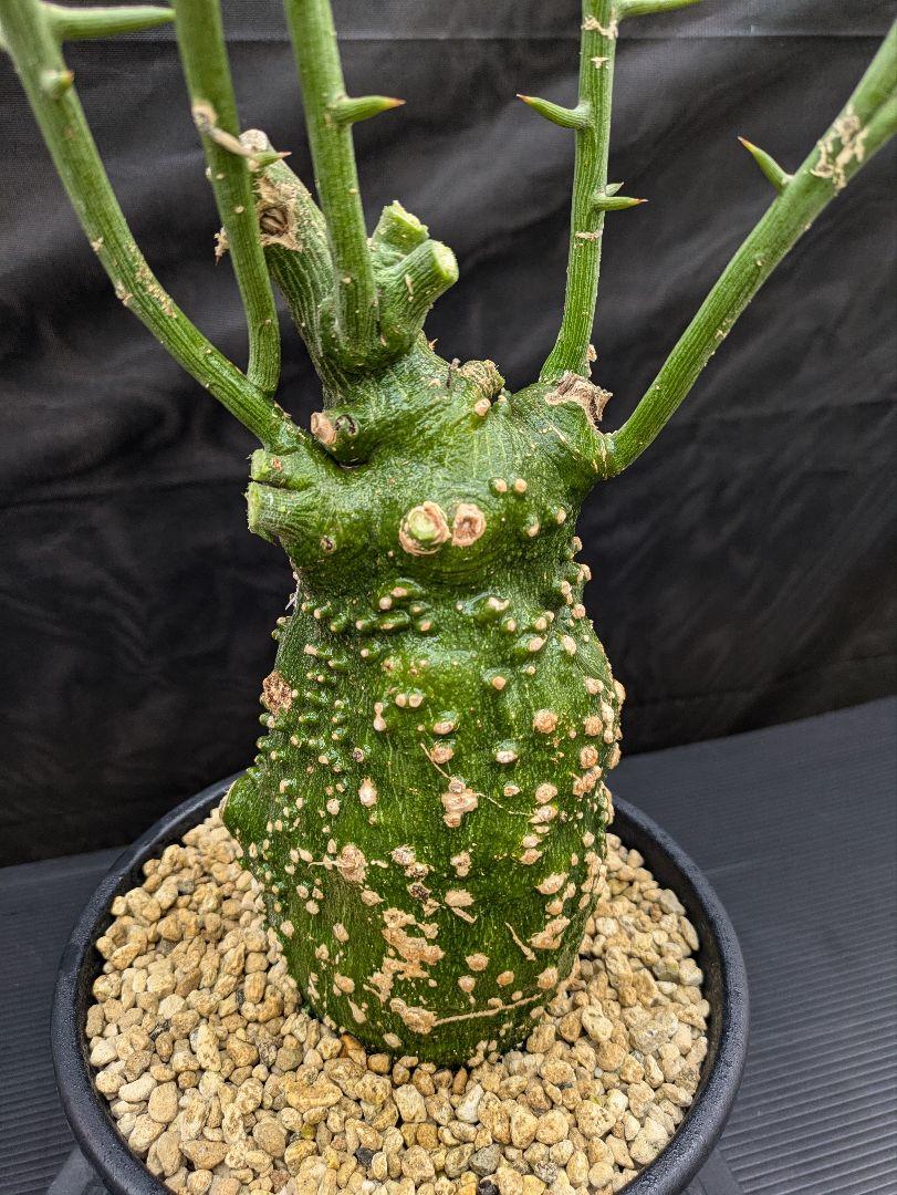 1 アデニアグロボーサ 発根済み