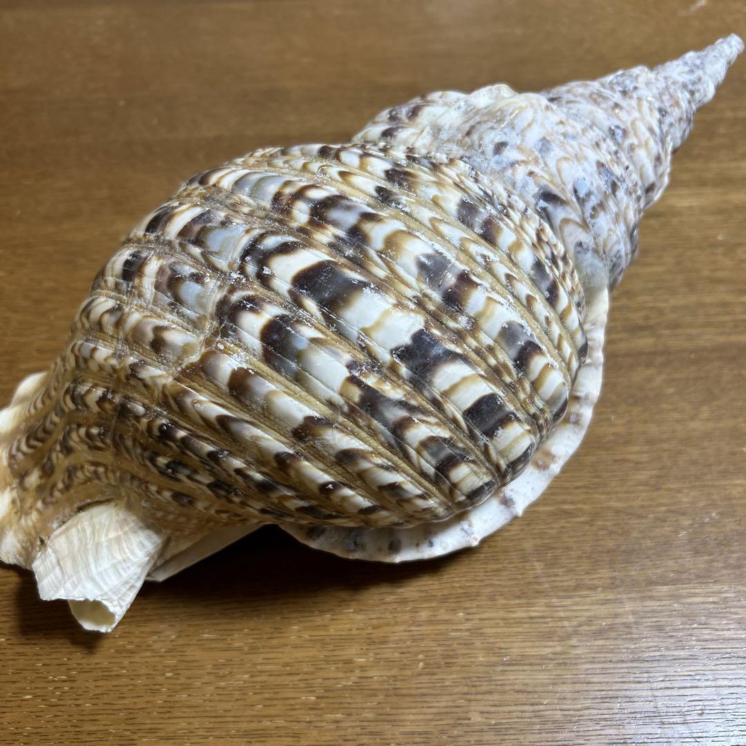 法螺貝　大きめ　ほらがい