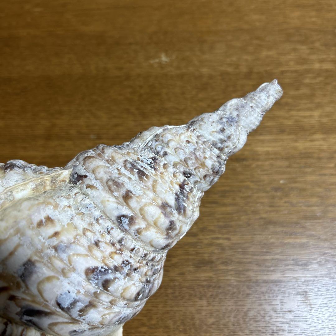 法螺貝　大きめ　ほらがい