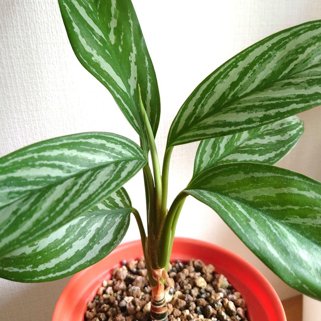 アグラオネマ カーティシーAglaonema Curtisii”