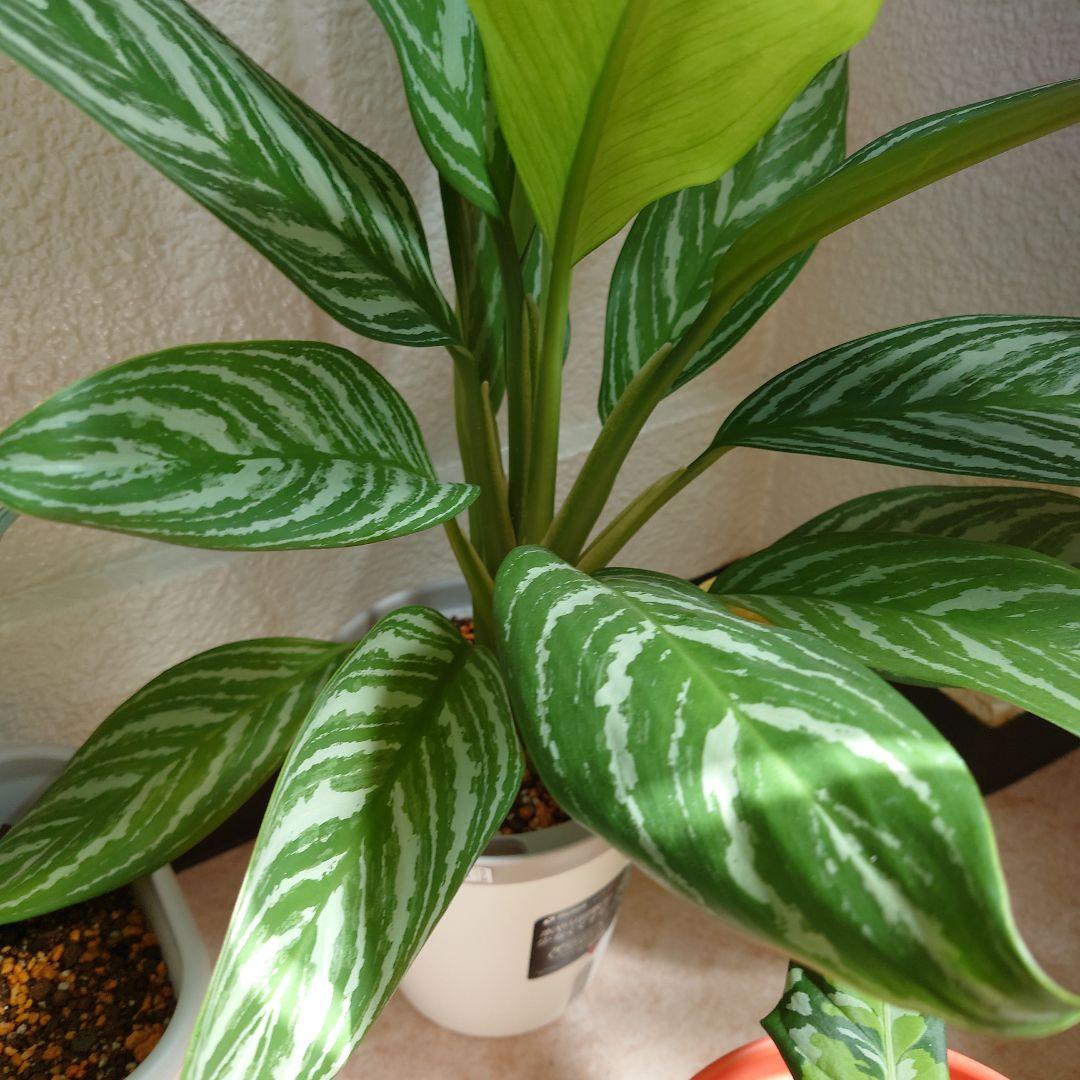 アグラオネマカーティシー　A アグラオネマ カーティシーAglaonema “Curtisii”