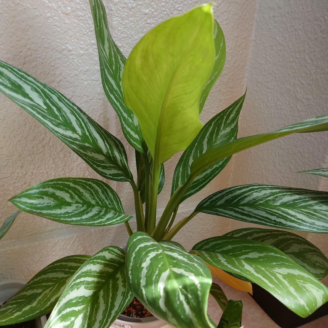 アグラオネマ カーティシーAglaonema “Curtisii”