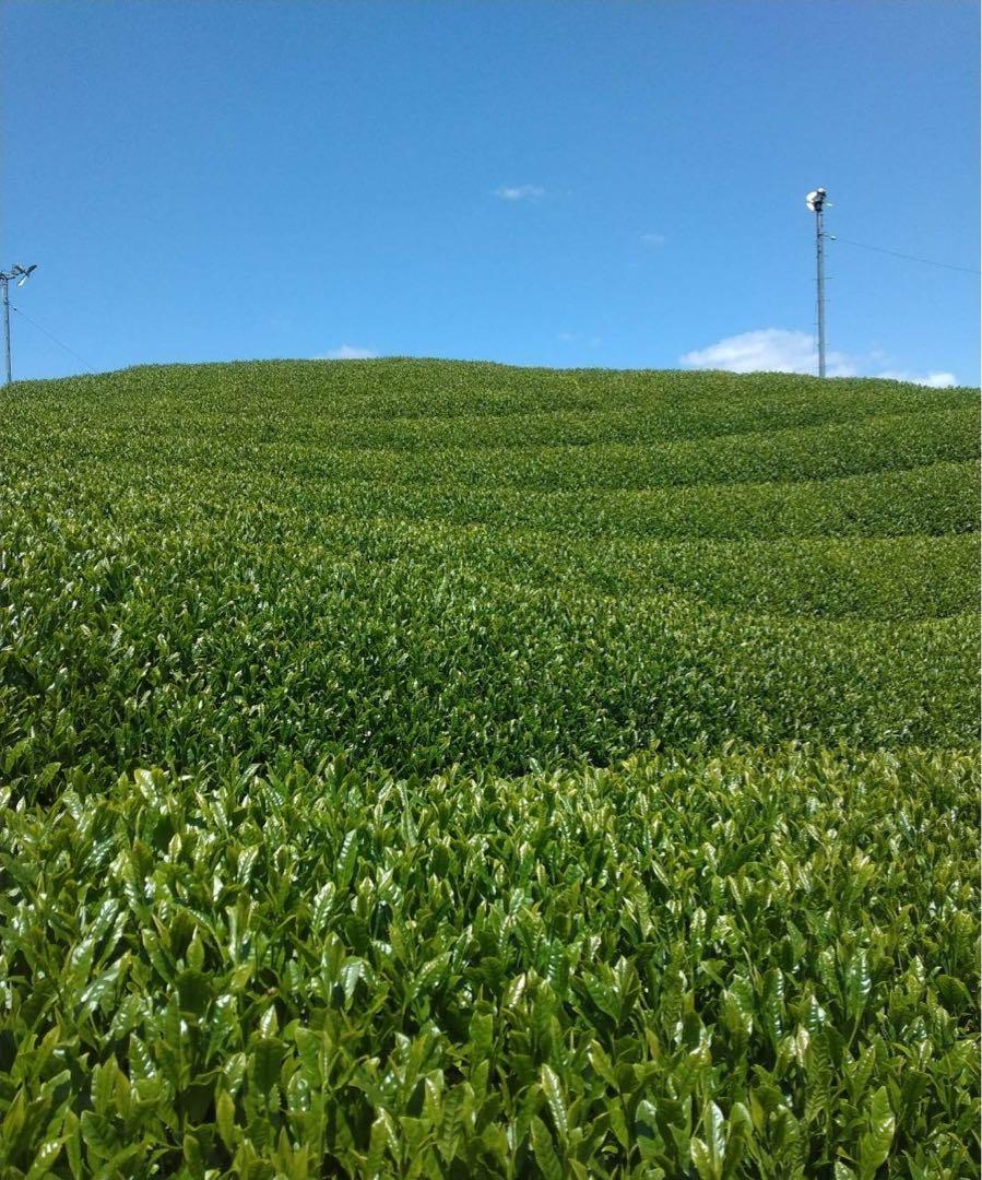 ririka‼︎【農家直売】宇治茶 2024年新茶 ほうじ茶(800g×2)