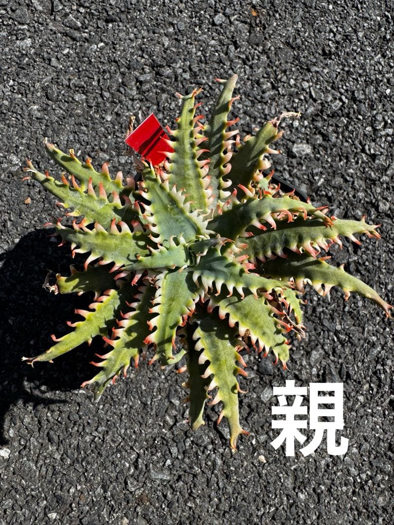 特上　Aloe hybrid アロエ　ハイブリッド　子株　第四種