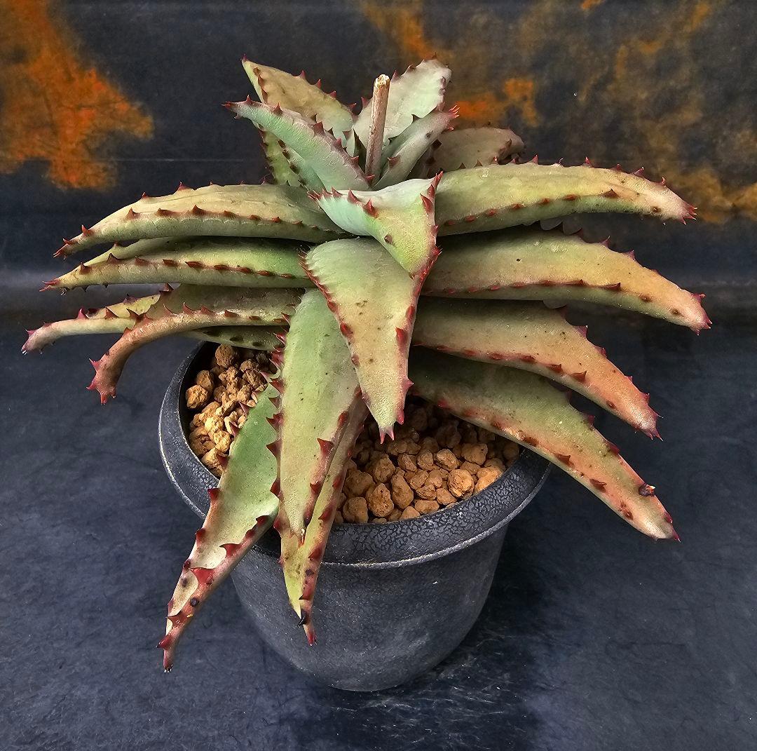 メルカリ便発送☆多肉植物 アロエ属 コニフェラ×カスティロニアエ