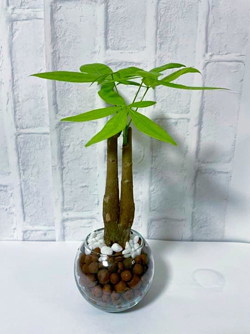 メルカリ パキラ 観葉植物 ハイドロカルチャー 植物 観葉植物 1 0 中古や未使用のフリマ