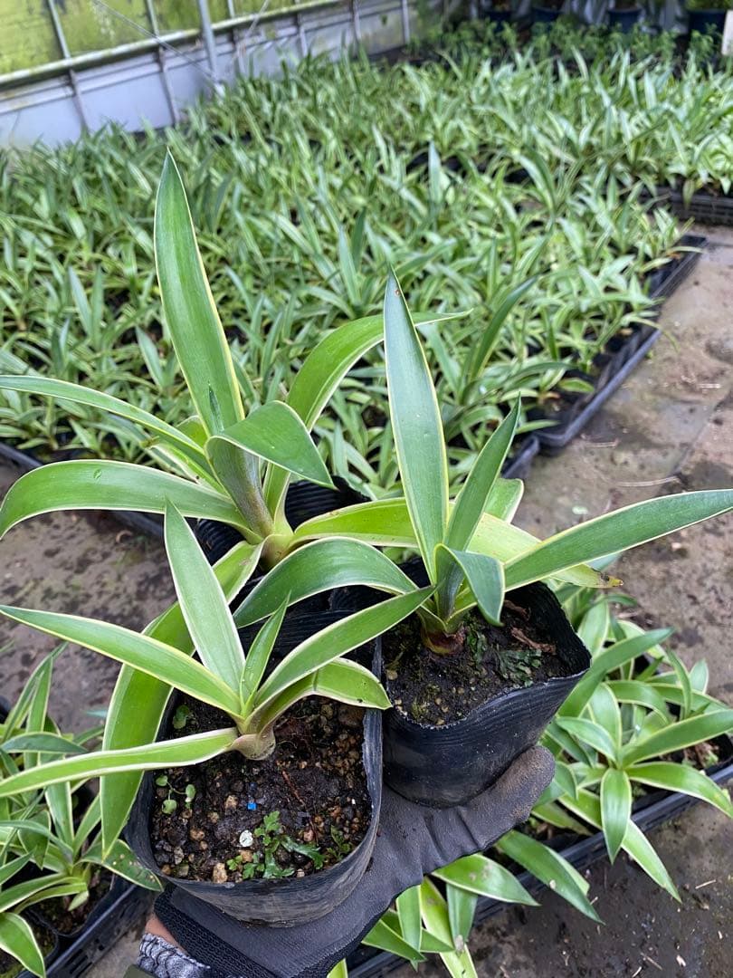 ランダム24ポットセット C目立った傷や汚れなし