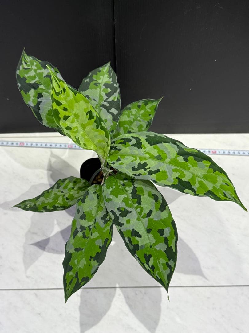 アグラオネマピクタム実生株 アンダマン×ディープフォレスト