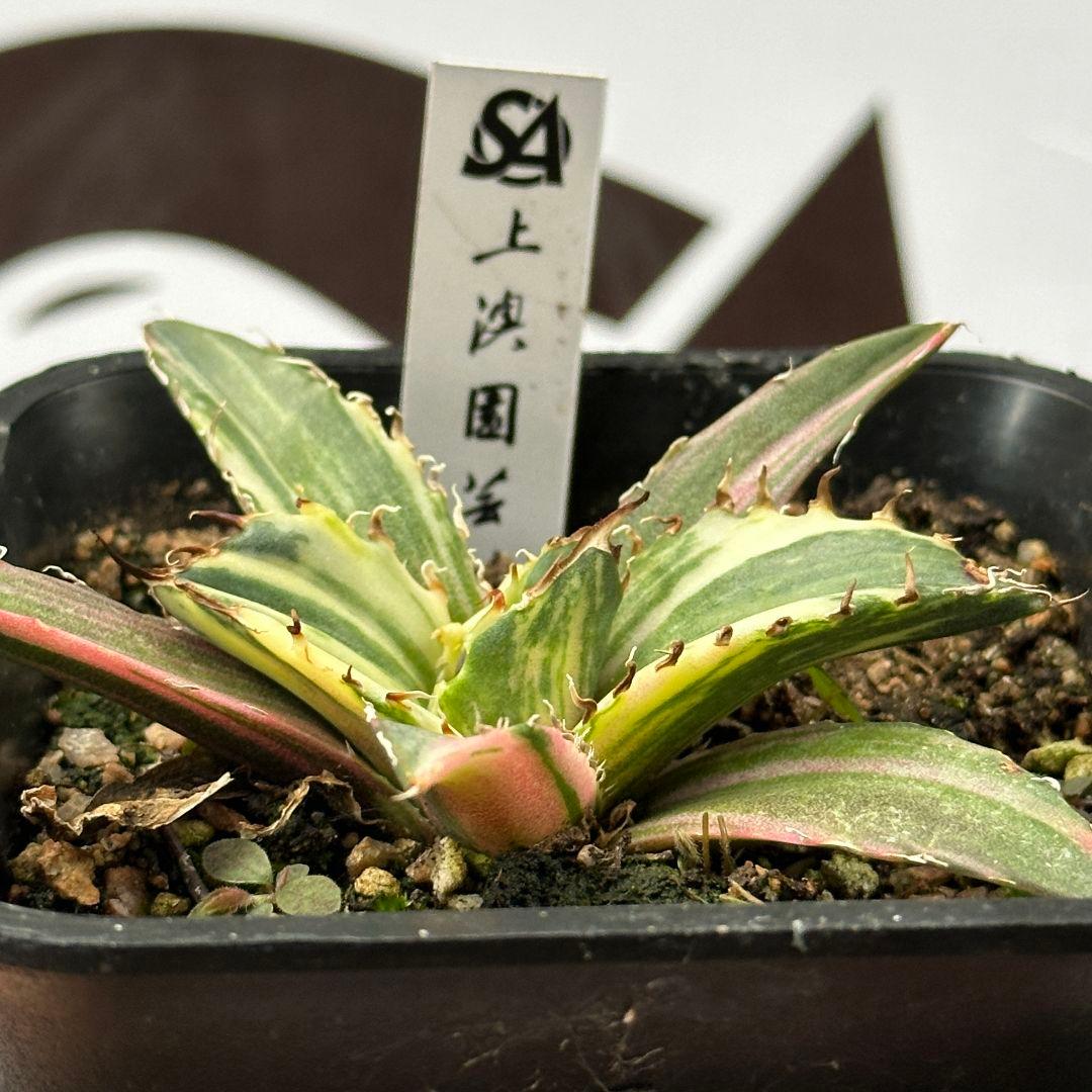 アガベ　チタノタ　白鯨　白鯨錦　縞斑 アガベ・チタノタ白鯨（縞斑）芽-004｜agave titanota white whale