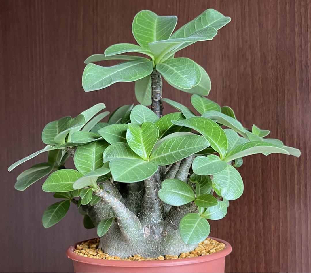 【超極太/ドワーフ/塊根植物】アデニウム アラビカム ゴジ TG 鉢植え