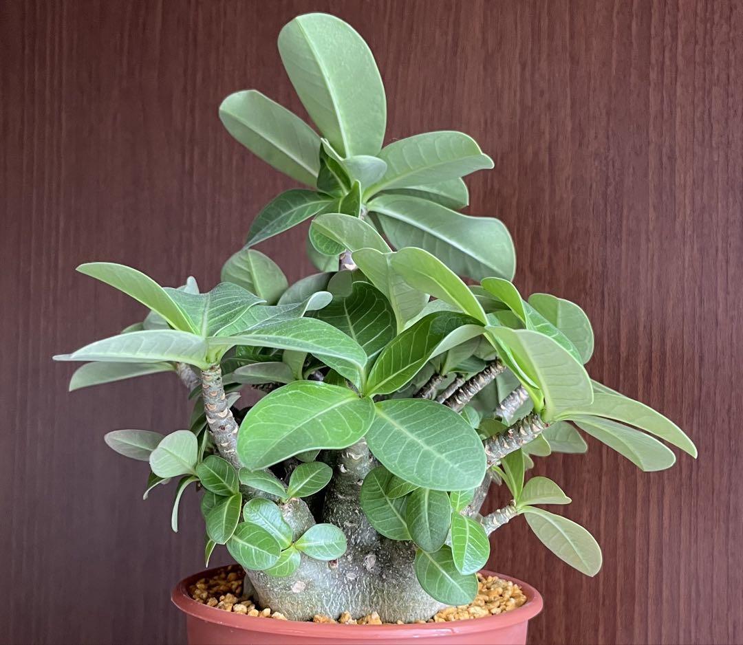 【超極太/ドワーフ/塊根植物】アデニウム アラビカム ゴジ TG 鉢植え