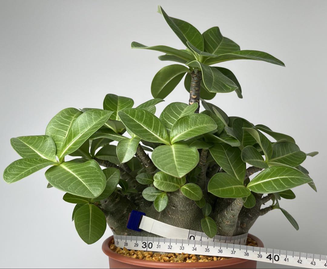 【超極太/ドワーフ/塊根植物】アデニウム アラビカム ゴジ TG 鉢植え