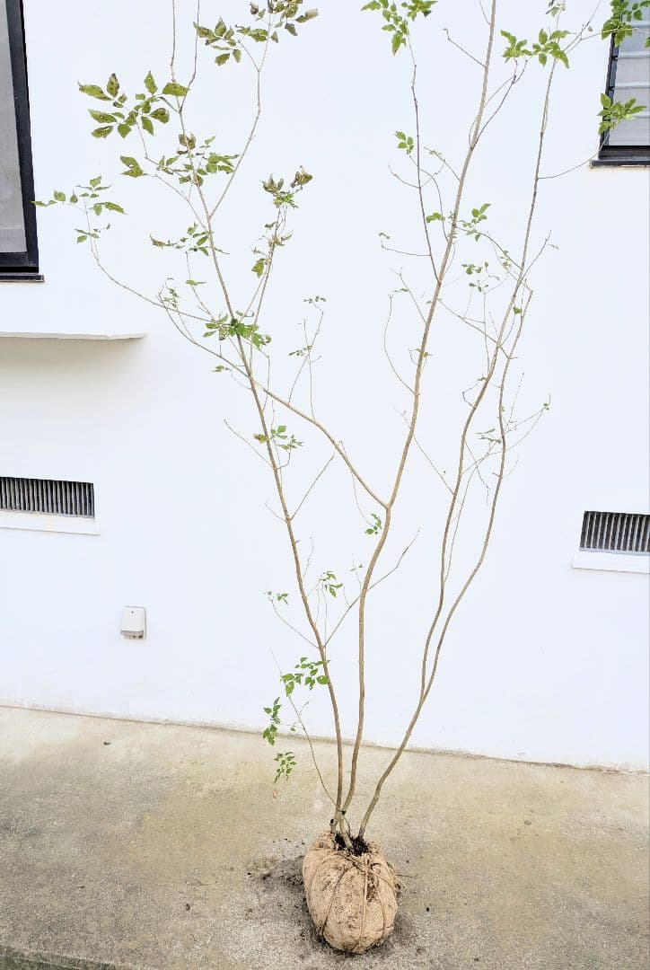 上 山採りアオダモ株新品、♥