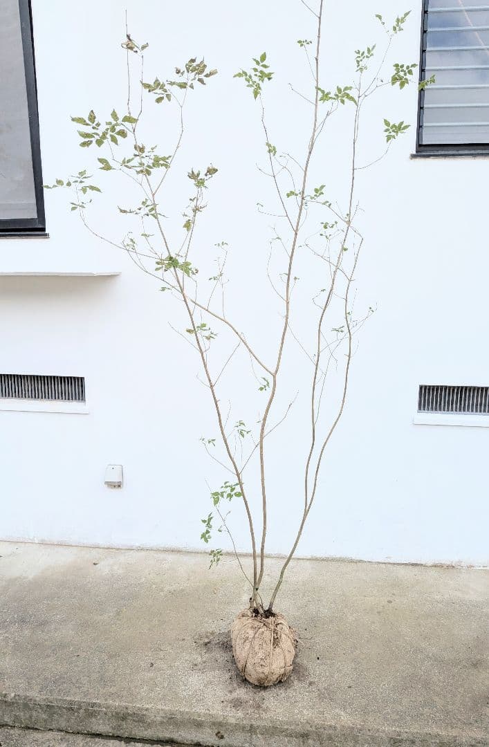 上 山採りアオダモ株新品、♥