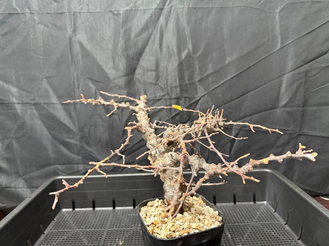 送料無料 コミフォラ