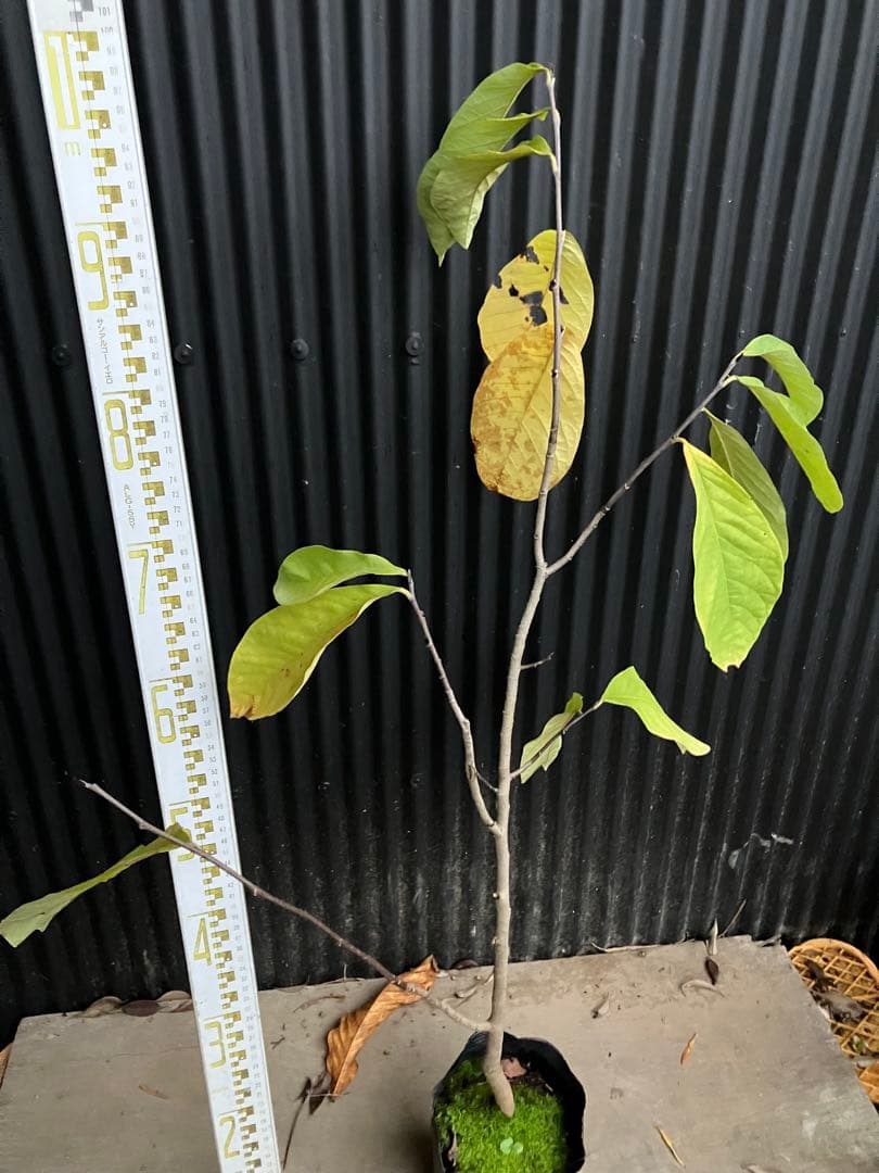 接木 ポポー ウィルソン目立った傷や汚れなし YUZUMIYA_COM