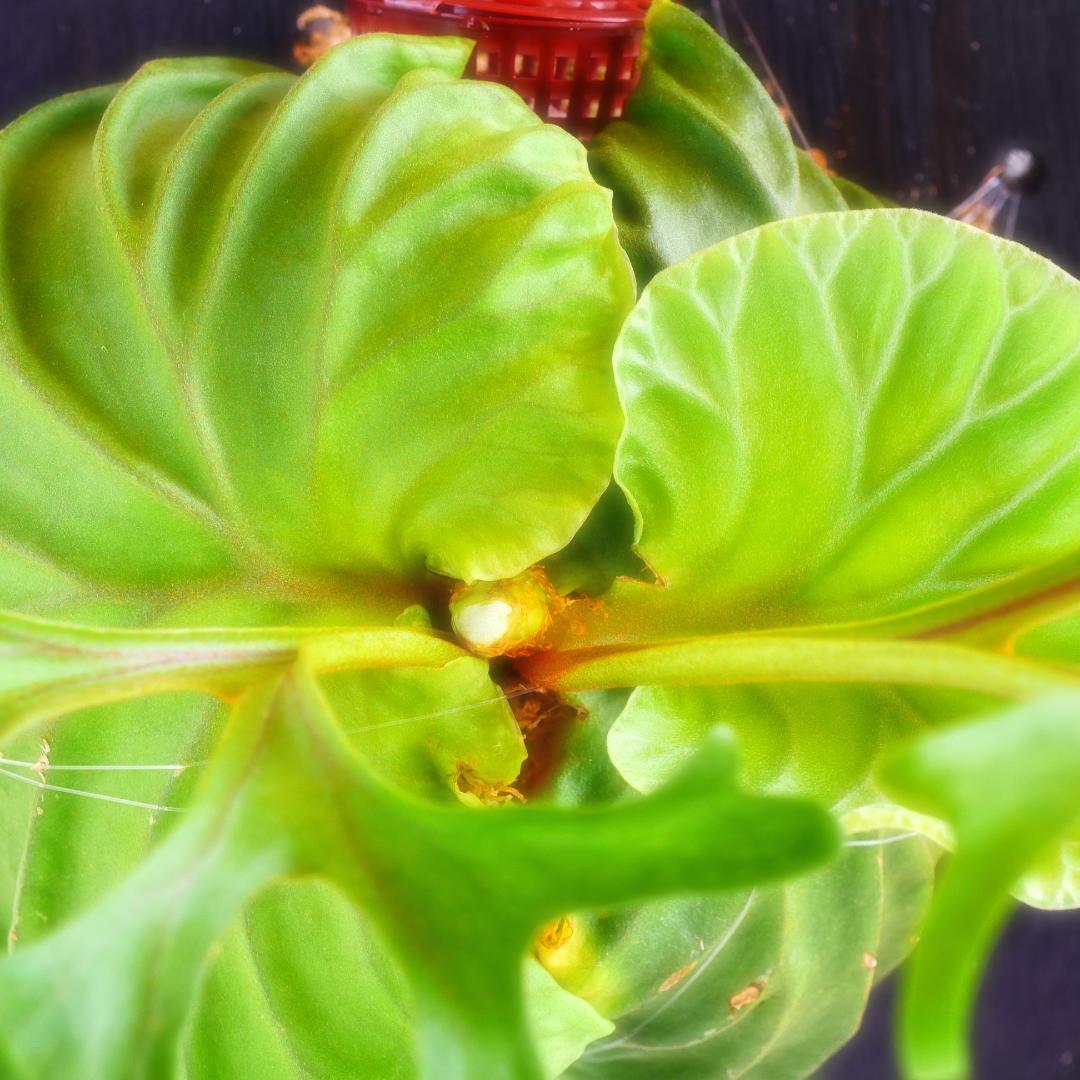 水苔使用 コウモリラン目立った傷や汚れなし