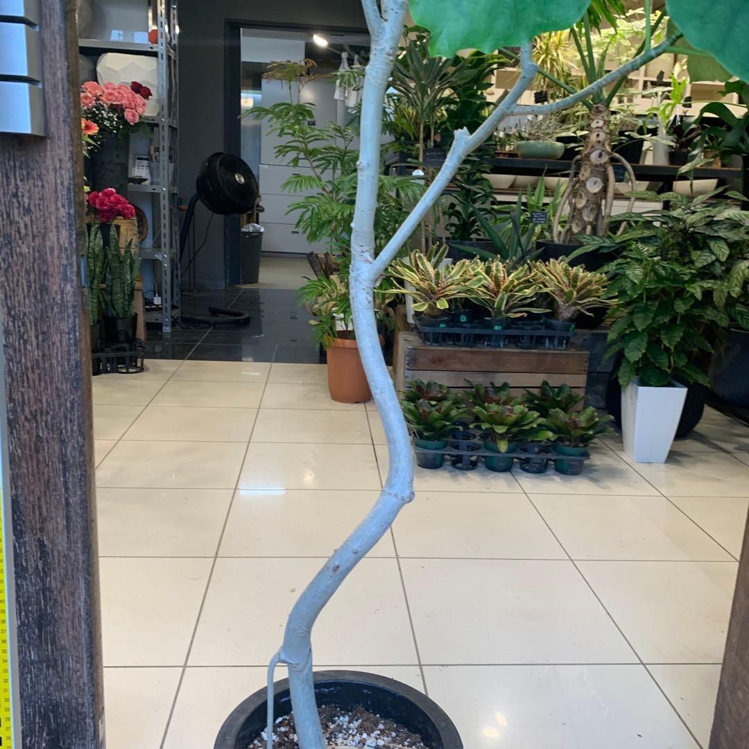 フィカス ウンベラータ 曲がり 8号 フィカス ウンベラータ 曲がり 8号