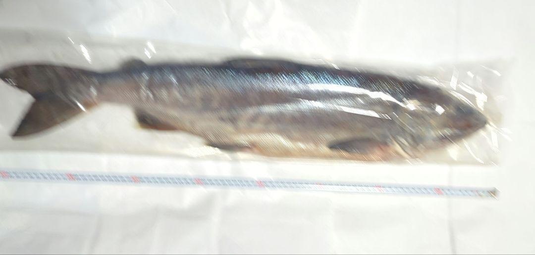 新巻鮭　3キロ　80センチ