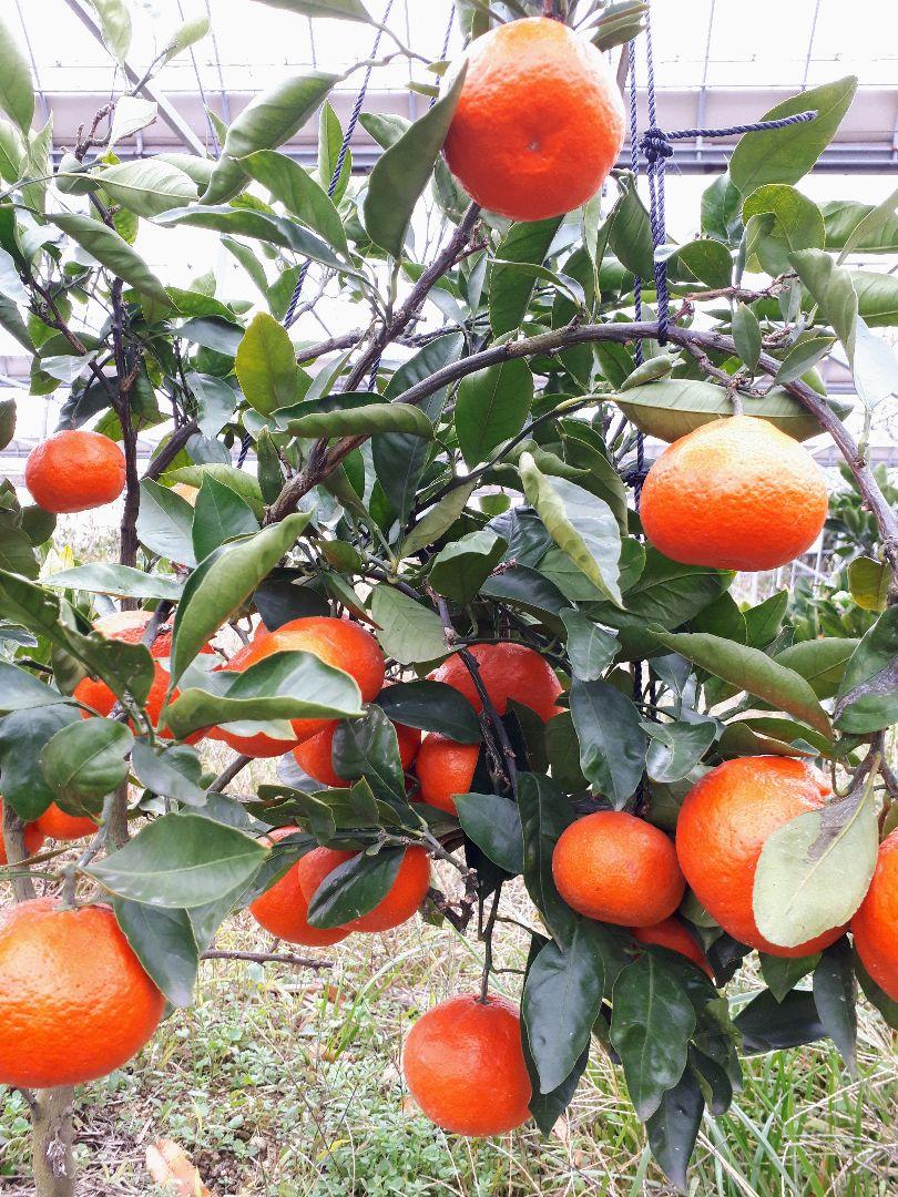 産地直送❕ 香川県産 小原紅みかん 10キロ