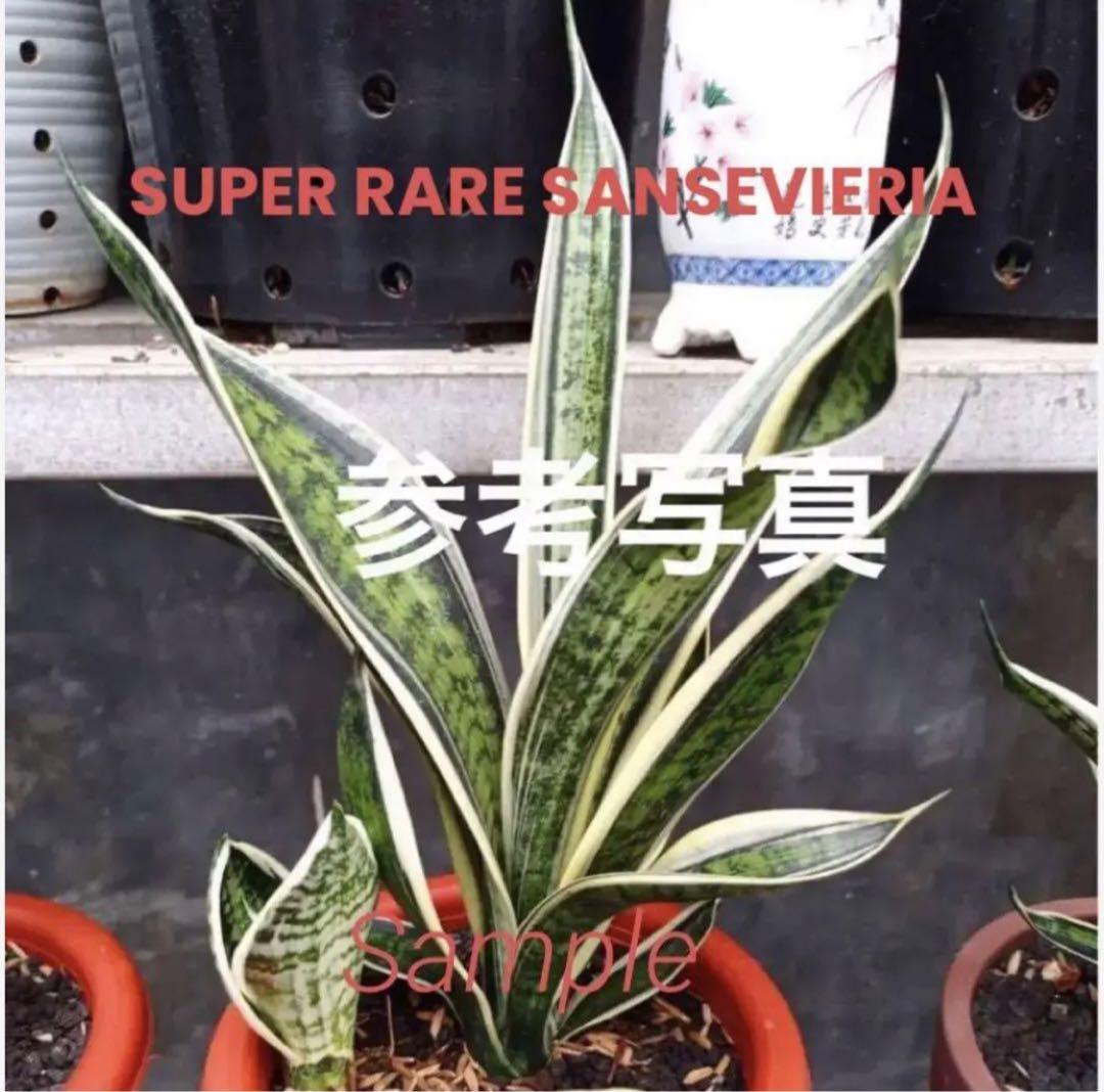 サンスベリア　サンセベリア　 TRIFASCIATA WHITE TWIST