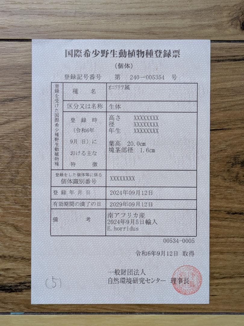 エンセファラルトスホリダス カイルンシアナパキプス古木オリーブグラキリス観峰玉目立った傷や汚れなし