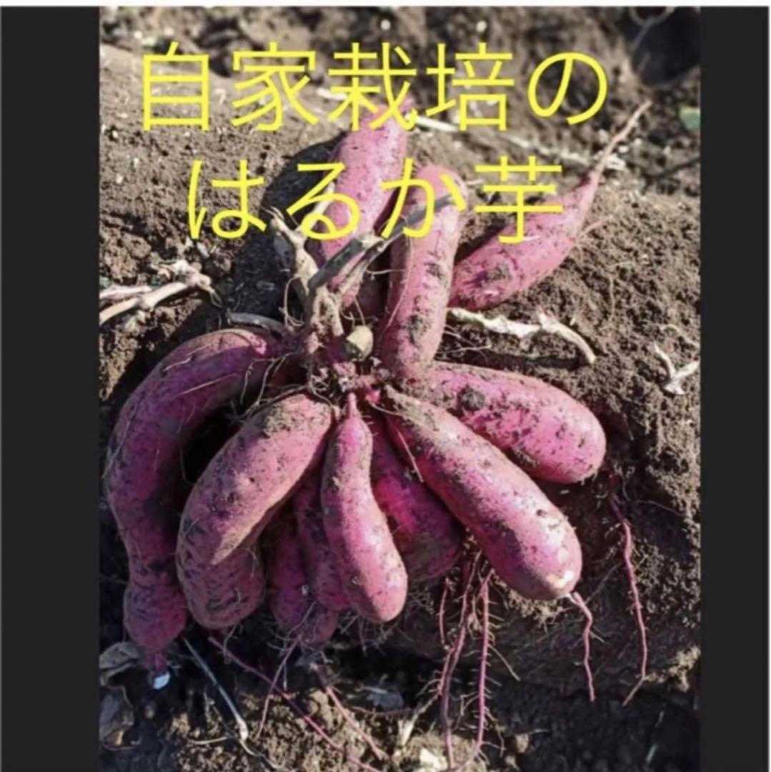 【2025福袋】 ベニはるか芋苗200本セール 葉菜