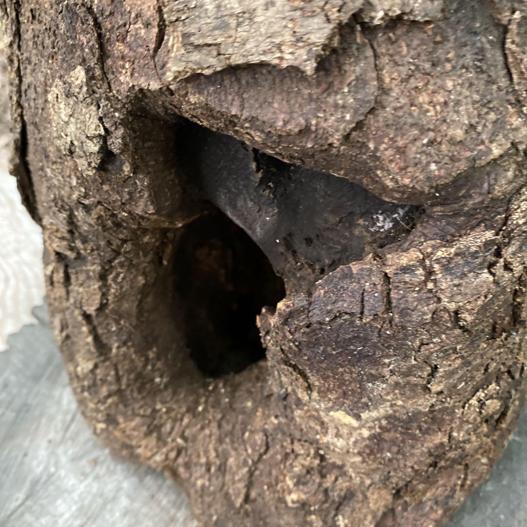 クワガタ　カブトムシ　天然樹洞　29㎝　止まり木　登り木　クワリウム　ジオラマ