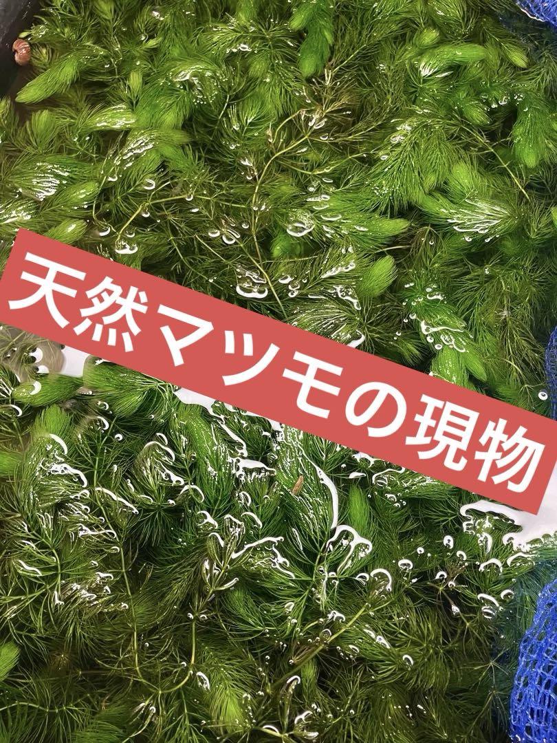 天然マツモ【千葉県産】５Lバケツ盛り‼️