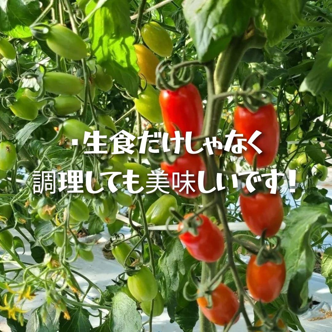 大きい割引 熊本県産ミニトマト「茜とまと9キロ」 野菜