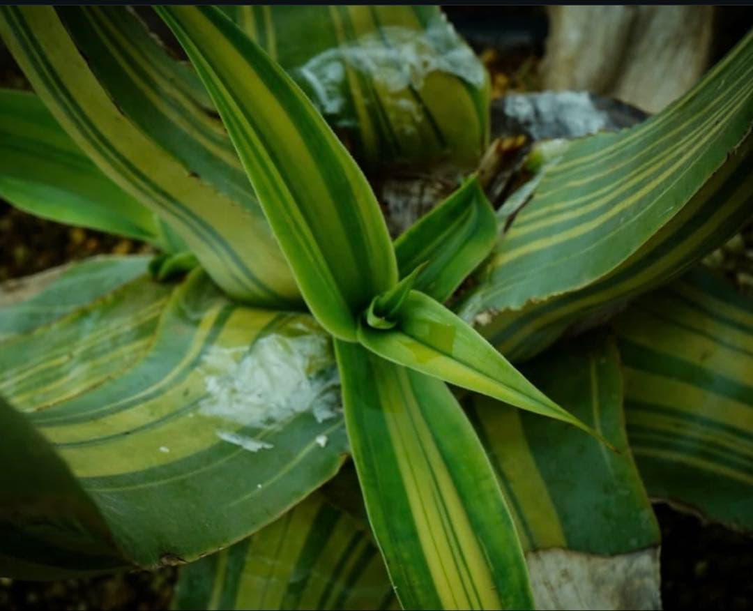 アガベ ブルーフレーム黄中縞斑総柄 アガベ ブルーフレーム黄中縞斑総柄