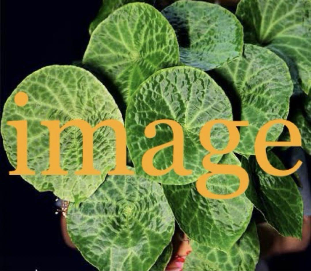 激レア ⭐︎まん丸の葉 大型のベゴニア・フートエンシス水苔植え