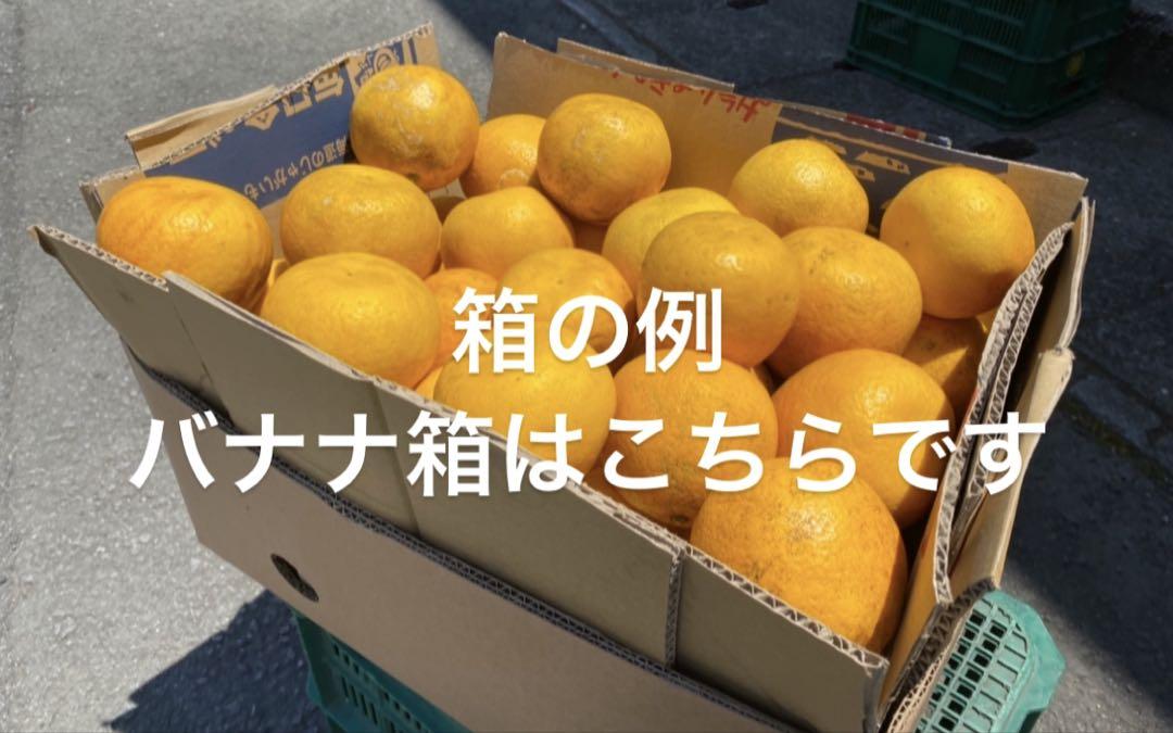 愛媛県産　ブラッドオレンジ　柑橘　15kg
