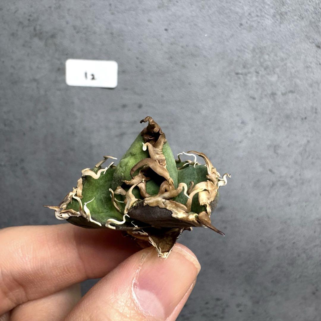 アガベ　チタノタ　オテロイ　シーザー　超ミニ　強うねり　9 アガベ チタノタ オテロイ シーザー 超ミニ 強うねり 9