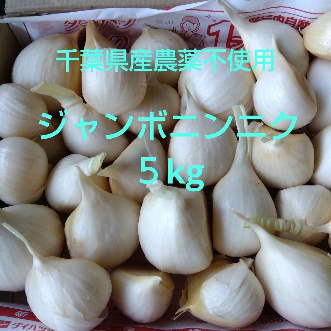 千葉県産 生ジャンボニンニク５kg栽培期間中農薬不使用