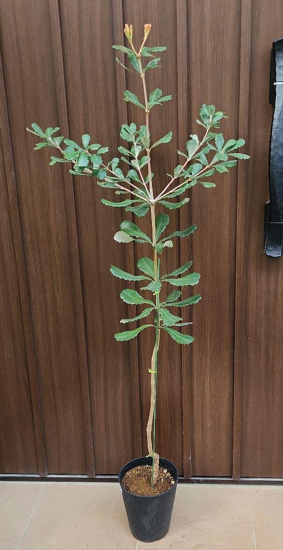 大きめ コーストバンクシア 鉢植え7 ワイルドフラワー 苗