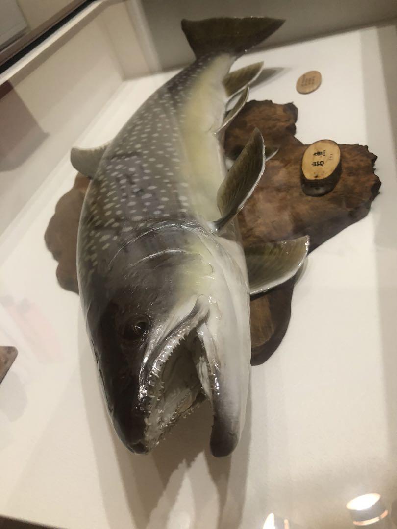 Amazon.co.jp: 岩魚剥製 約80㎝ イワナ 魚 剥製 : ホーム＆キッチン