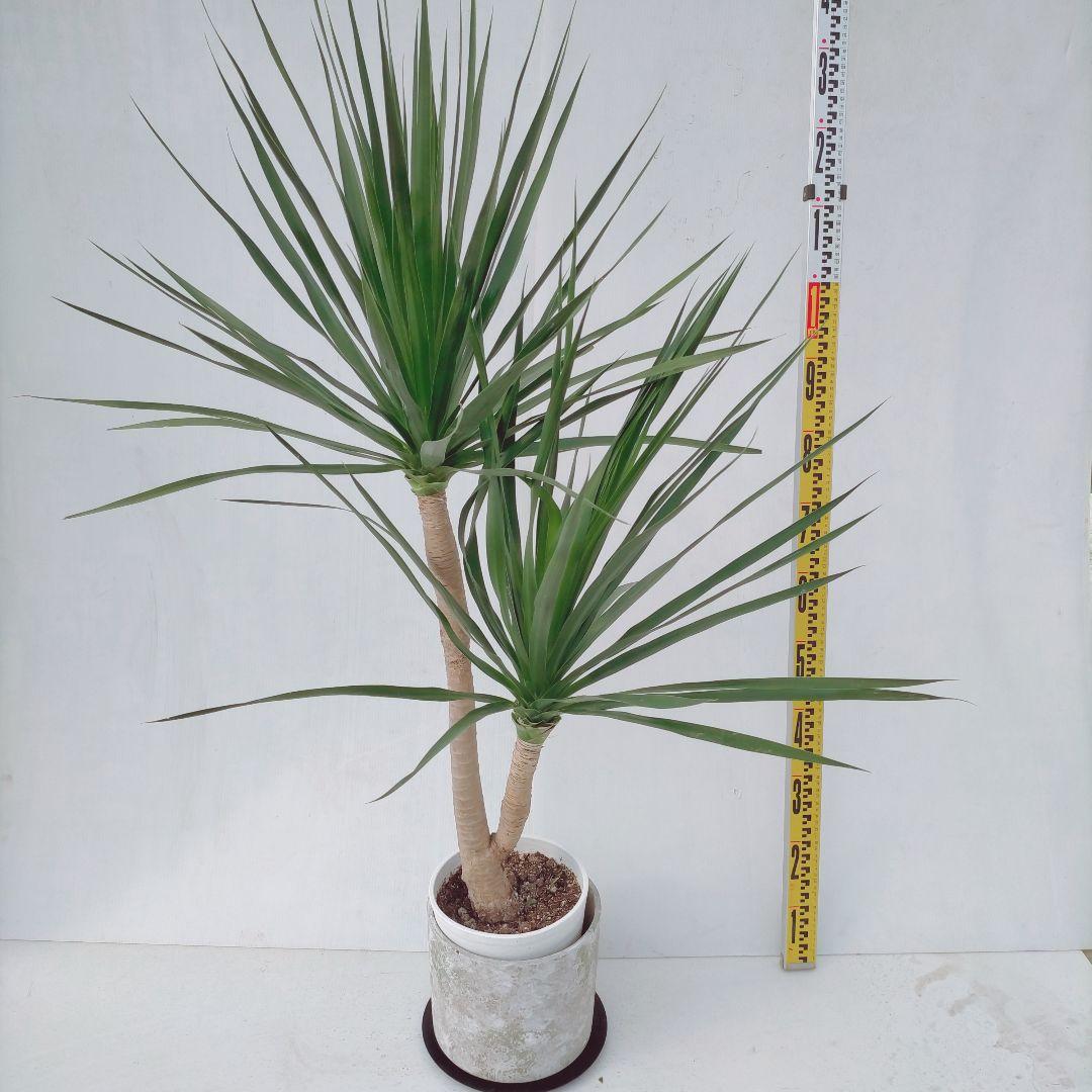 【あすつく】
カンボジアーナ セメントポット受け皿付き 植物/観葉植物 【あすつく】
カンボジアーナ セメントポット受け皿付き 植物/観葉植物