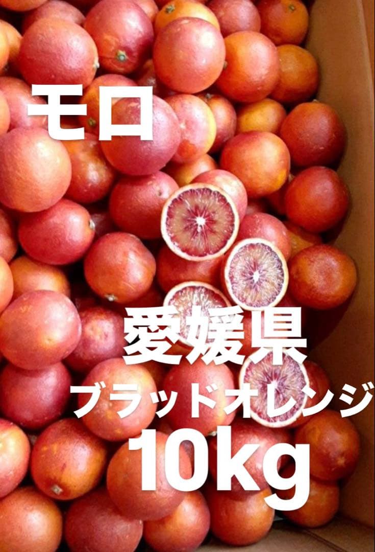 愛媛県産　ブラッドオレンジ　モロ　柑橘　10kg