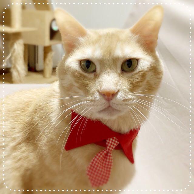 メルカリ 在庫 イケニャン 襟付きネクタイ風 猫の首輪 ハンドメイド 1 080 中古や未使用のフリマ メルカリ 在庫 イケニャン 襟付きネクタイ風 猫の首輪 ハンドメイド 1 080 中古や未使用のフリマ