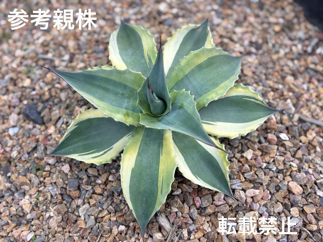 【良個体】アガベ オバティフォリア オルカ 綺麗な子株 縦割り 速達発送 ① 良個体】アガベ オバティフォリア オルカ 綺麗な子株 縦割り